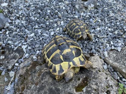 Zwei Eier legende griechische Landschildkröten abzugeben