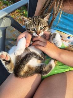 Katzenbaby/Kitten/ Katzenbabys