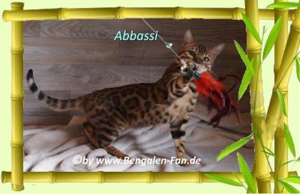 Bengal Kater Abbassi immer gut gelaunt fröhlich und lieb