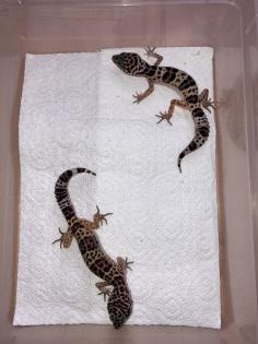 Leopardgecko NZ 22