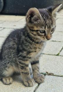 Lebhafter Junge-Kätzchen sucht nach einem Landherrn/ Landherrin