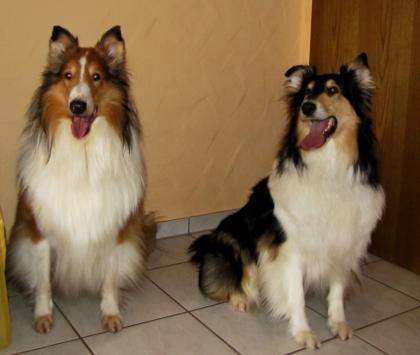 Lassie Colliewelpen unsere Kinder