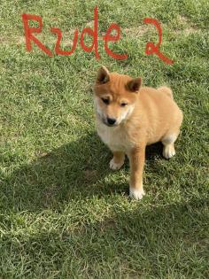 3 Süße Shiba Inu Welpen