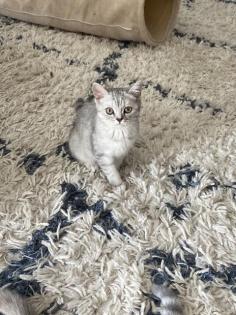 Reinrassige BKH Kitten