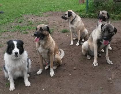 Hundeschule Hundetrainer Pfotenteam