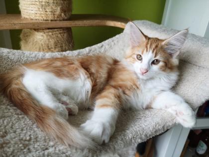 Norwegische Waldkatzen Kitten reinrassig - Babys mit Stammbaum