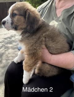 Berner Sennenhund Welpen