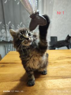 Maine Coon kitten Babykatzen