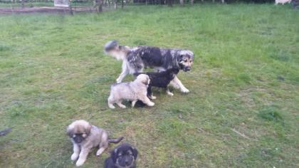 Sarplaninac Welpen Herdenschutzhund
