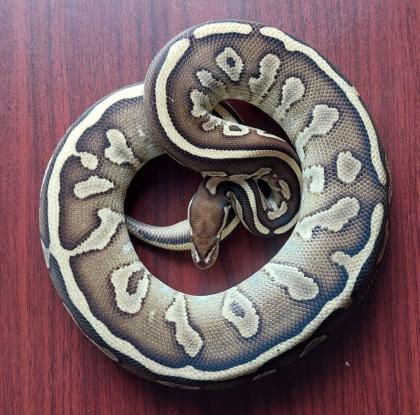 Königspython python regius