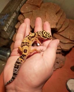 Männlicher Leopardengecko sucht ein neues Zuhause
