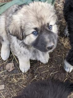 Sarplaninac Welpen Herdenschutzhund