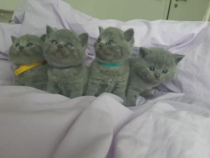 BKH Kittens Kartäuser Chartreux Russisch