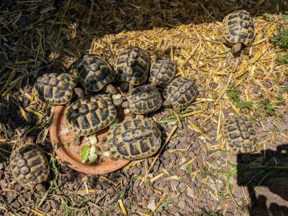 Griechische Landschildkröten Testudo hermanni Nachzuchten aus 2019 2021 und 2022