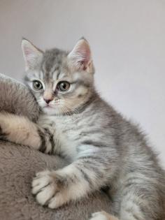 BKH Katze Black Silver Tabby Whiskas Babykatze