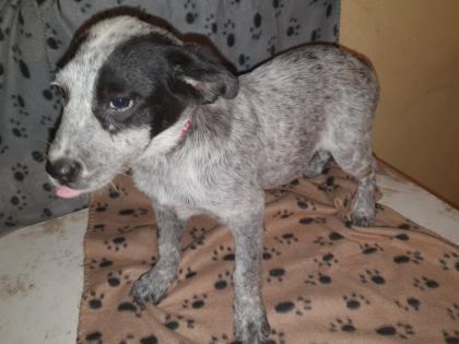 Australien Cattle Dog Mix Texas Heeler Australien Cattle dog x Shepard