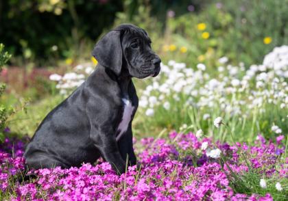 Wunderschöne schwarzes Deutsche Doggen Mädchen geb. 17. 03. 2023