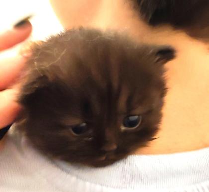 BKH und BLH Kitten suchen liebevolles Zuhause