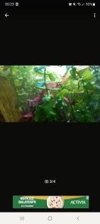 Endler Guppys Weibchen Männchen