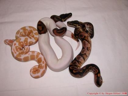 Pythons Angola Königspython / Ball - Pied - Calico - Albino