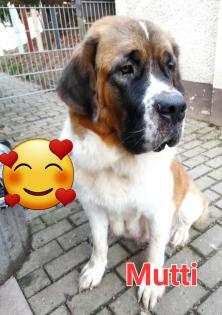 Doggenmischlingeswelpen