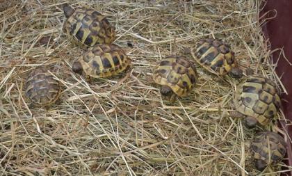 Griechische Landschildkröten NZ 2022 und NZ 2022 aus Tierarztzucht zu verkaufen