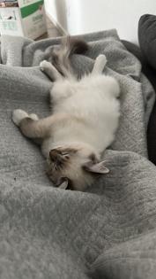 Neva Masquarade Kitten