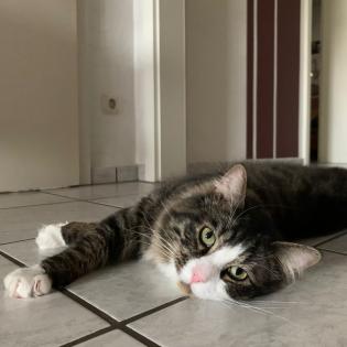 Milo sucht neues Zuhause