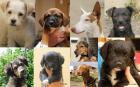 3Hunde auf Lanzarote benötigen dringend Ihre Hilfe 3