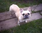 FAWN FARBENDE FRENCH BULLDOG HÜNDIN KNAPP 4 JAHRE IN LIEBEVOLLE HÄNDE ABZUGENBE