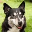AMORI - treuer und einzigartiger Corgi-Husky-Mix - 9 Jahre - Tierhilfe-Franken e