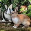 NICKI und STELLA - Zwergkaninchen - 5 Monate - Tierhilfe-Franken e. V.