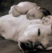 Kompetente Hundesitterin bietet liebevolle familiäre Hundebetreuung