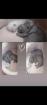 Bkh kittchen ab 12 Woche Abgabe bereit