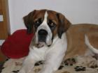Susi sucht dringend ein liebevolles zu Hause