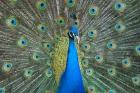 Blauer Pfau