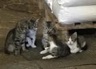 Katzenbabys 12 Wochen