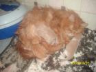 Katzenbabys