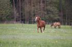 Suchen liebevolle Reitbeteiligung