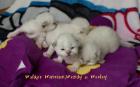 Traumhaft schöne Hl. Birmababys in blue lilac point tabby suchen neuen Platz zu