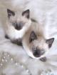Katzenbabys Siam/Thai/Perser Mix