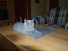 Kitten BKH BKH Kattzenbabys mit Stammbaum