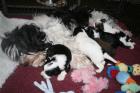 Reinrassig Tibet Terrier Welpen