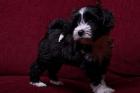 Tibet Terrier Welpen