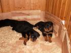 Reinrassige Rottweilerwelpen abzugeben