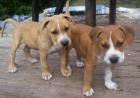 American Pit Bull Terrier mit Papieren