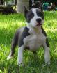 Noch wunderschöne American Pitbull Welpen abzugeben