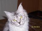 Maine Coon Teenies MC - Poly Dame