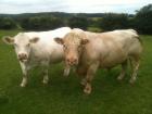 Top Charolais Deckbullen zu vermarkten
