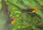 Platy-Mischlinge